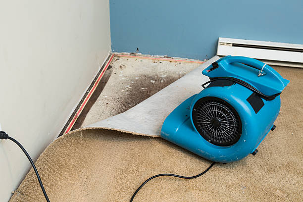 Best Flood damage cleanup  in Taylor, TX